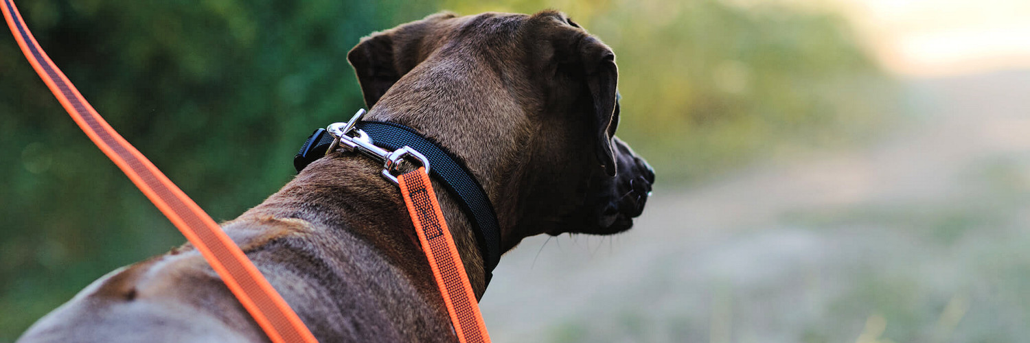 what type of dog lead is best