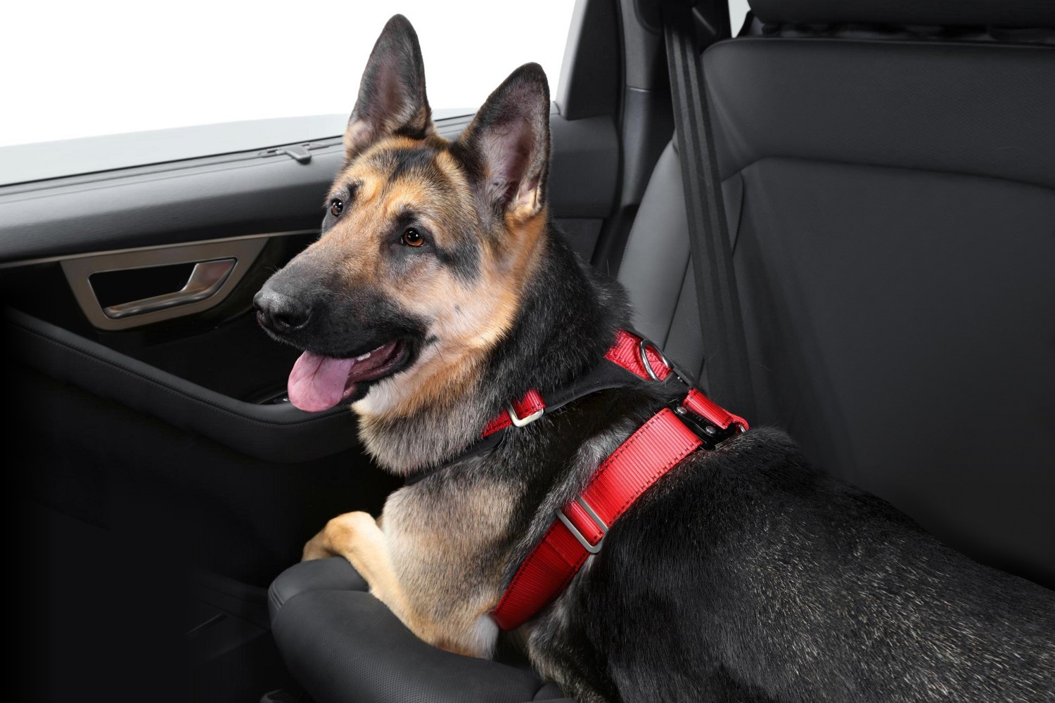 Nauwgezet paars Verstelbaar Hondengordel voor in de auto Allsafe Comfort M | PetWareShop