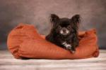 Dog bed Celeste cognac - 80 x 67 x 22 cm (PCB4FLCP-2) (2)